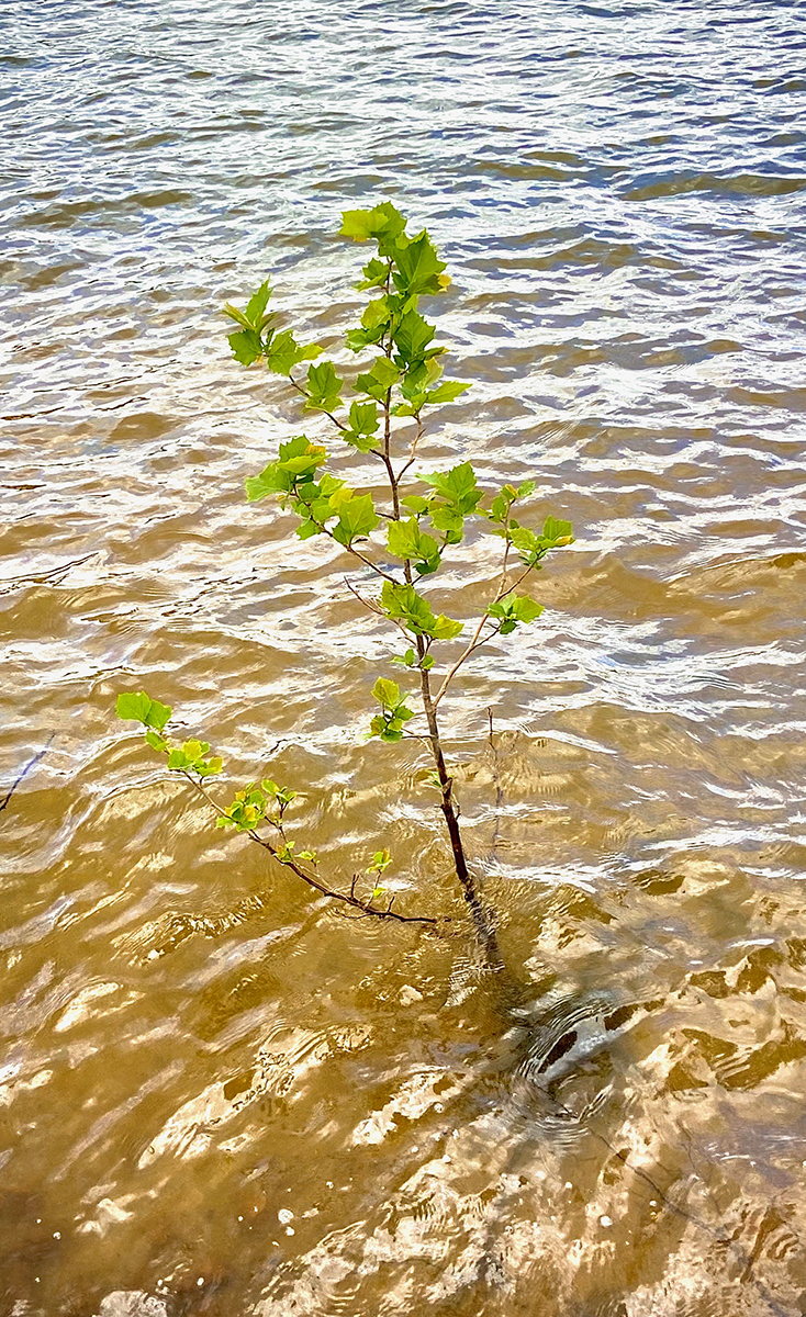 photo of plant in water